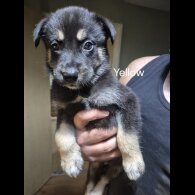 German Shepherd (Alsatian)