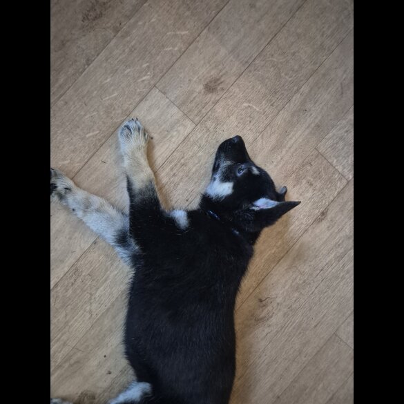 German Shepherd (Alsatian)