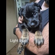 German Shepherd (Alsatian)