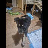 German Shepherd (Alsatian)