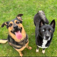 German Shepherd (Alsatian)