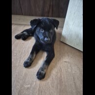 German Shepherd (Alsatian)