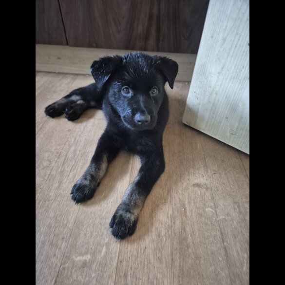 German Shepherd (Alsatian)