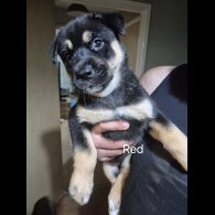 German Shepherd (Alsatian)