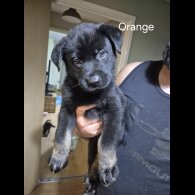 German Shepherd (Alsatian)