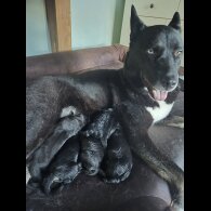 German Shepherd (Alsatian)