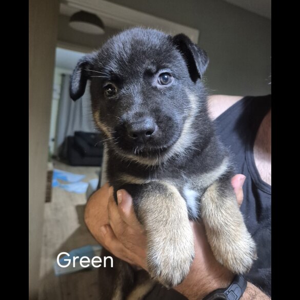 German Shepherd (Alsatian)