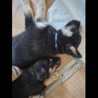 German Shepherd (Alsatian)