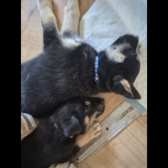 German Shepherd (Alsatian)