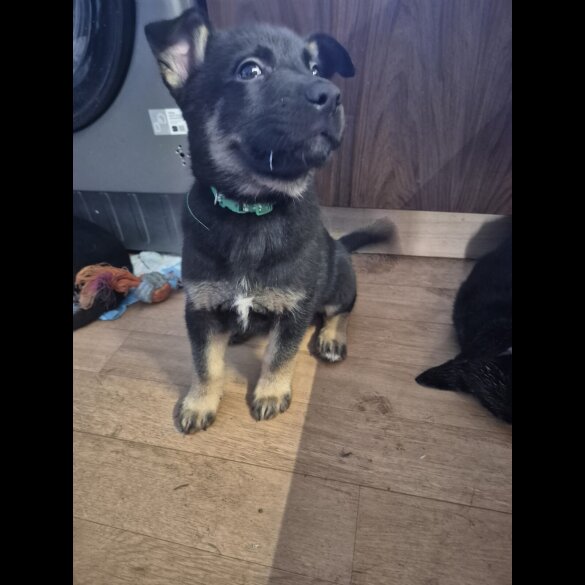 German Shepherd (Alsatian)