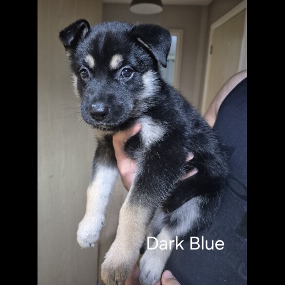 German Shepherd (Alsatian)