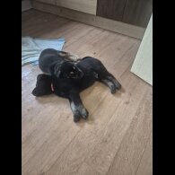 German Shepherd (Alsatian)