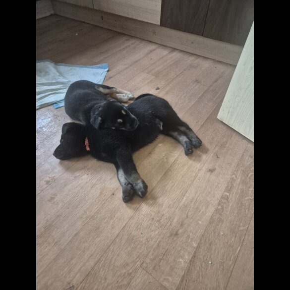 German Shepherd (Alsatian)