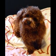 Toy Poodle