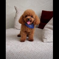 Toy Poodle