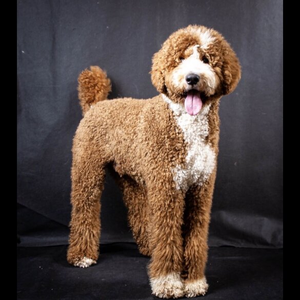 Goldendoodle