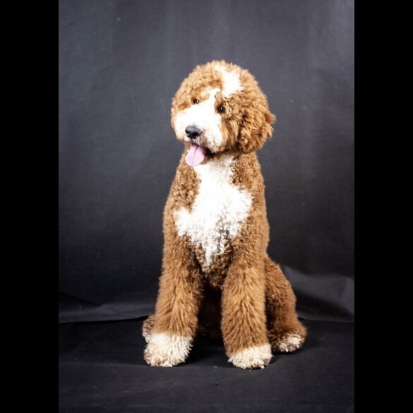 Goldendoodle