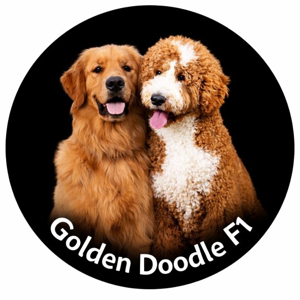 Goldendoodle