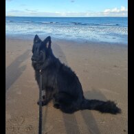 German Shepherd (Alsatian)