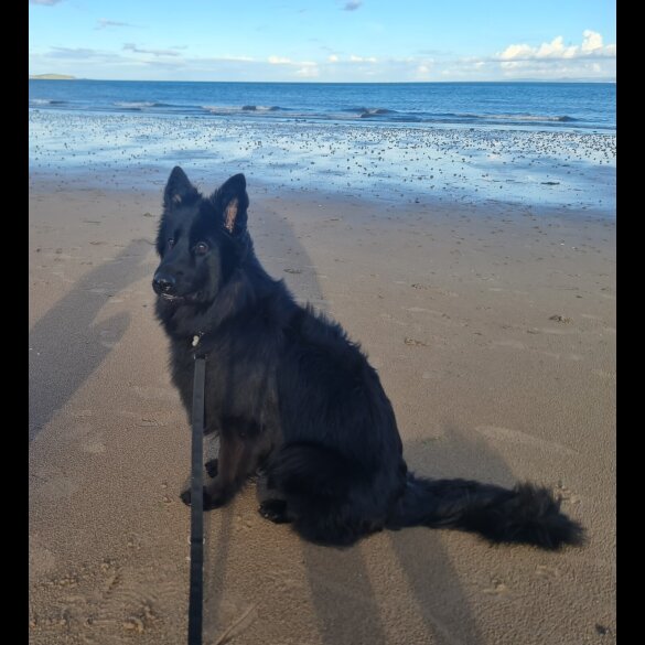 German Shepherd (Alsatian)