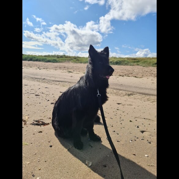 German Shepherd (Alsatian)