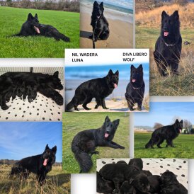 German Shepherd (Alsatian)