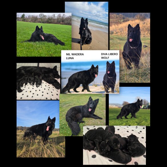 German Shepherd (Alsatian)