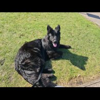 German Shepherd (Alsatian)