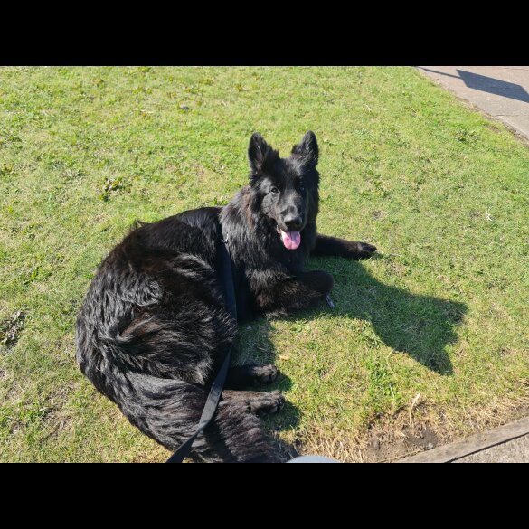 German Shepherd (Alsatian)