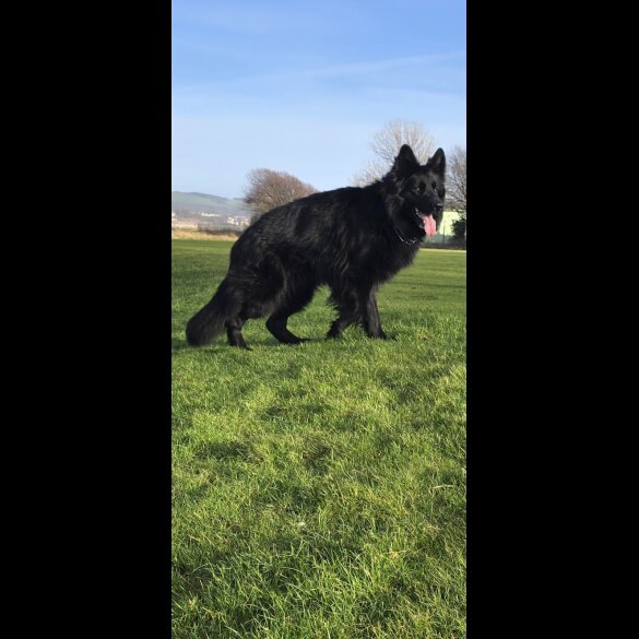 German Shepherd (Alsatian)