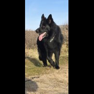 German Shepherd (Alsatian)