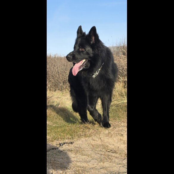 German Shepherd (Alsatian)