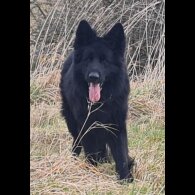 German Shepherd (Alsatian)