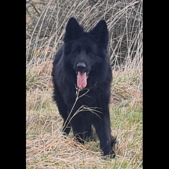 German Shepherd (Alsatian)