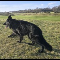 German Shepherd (Alsatian)