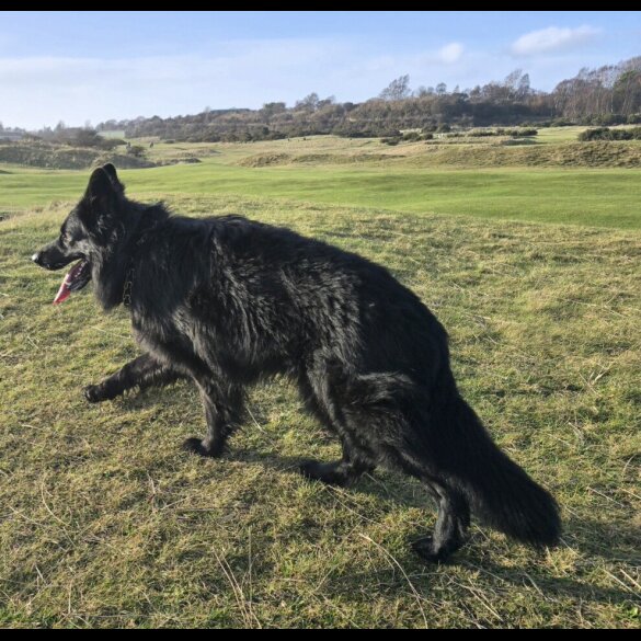 German Shepherd (Alsatian)