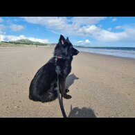 German Shepherd (Alsatian)