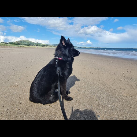 German Shepherd (Alsatian)