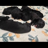 German Shepherd (Alsatian)