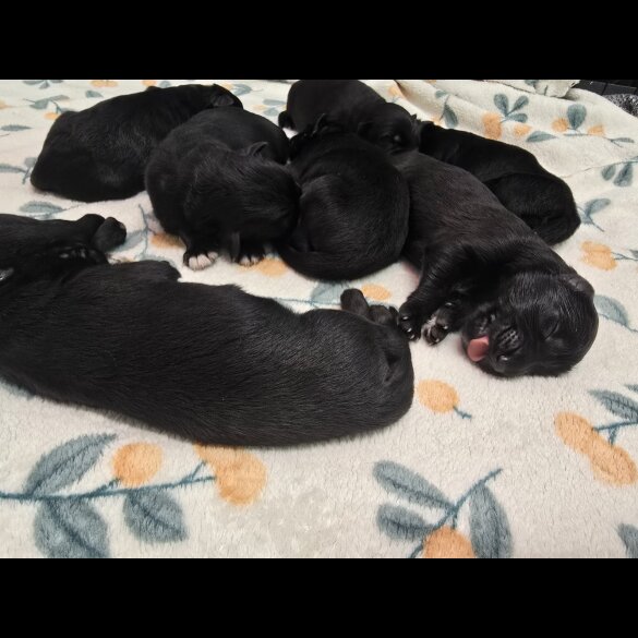 German Shepherd (Alsatian)