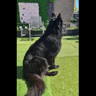 German Shepherd (Alsatian)