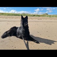 German Shepherd (Alsatian)