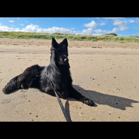 German Shepherd (Alsatian)