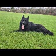 German Shepherd (Alsatian)