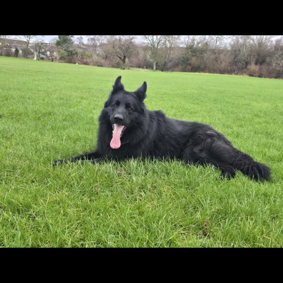 German Shepherd (Alsatian)