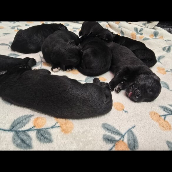 German Shepherd (Alsatian)