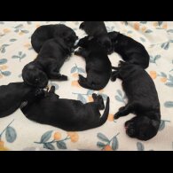 German Shepherd (Alsatian)