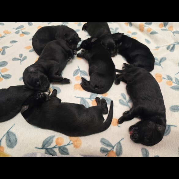 German Shepherd (Alsatian)