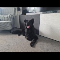 German Shepherd (Alsatian)