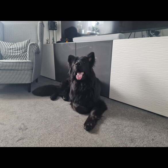 German Shepherd (Alsatian)